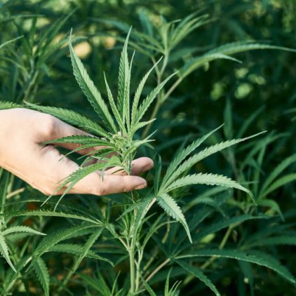 What is Delta 8 and is it Illegal?