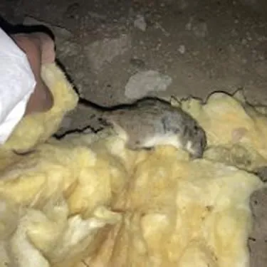 Rodent Proofing