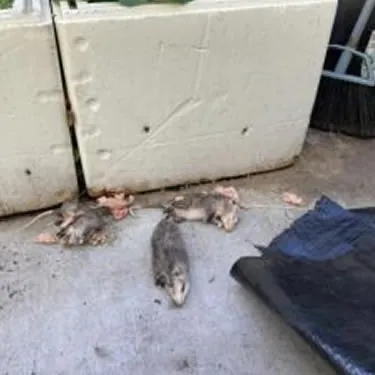 Rodent Proofing