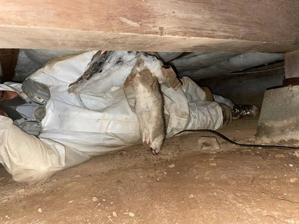 Rodent Removal