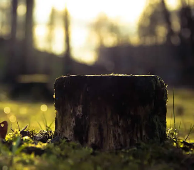 Stump Removal