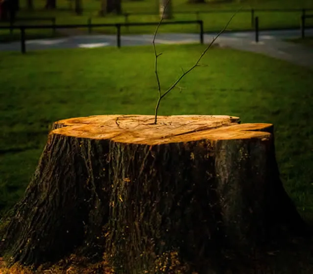 Stump Removal
