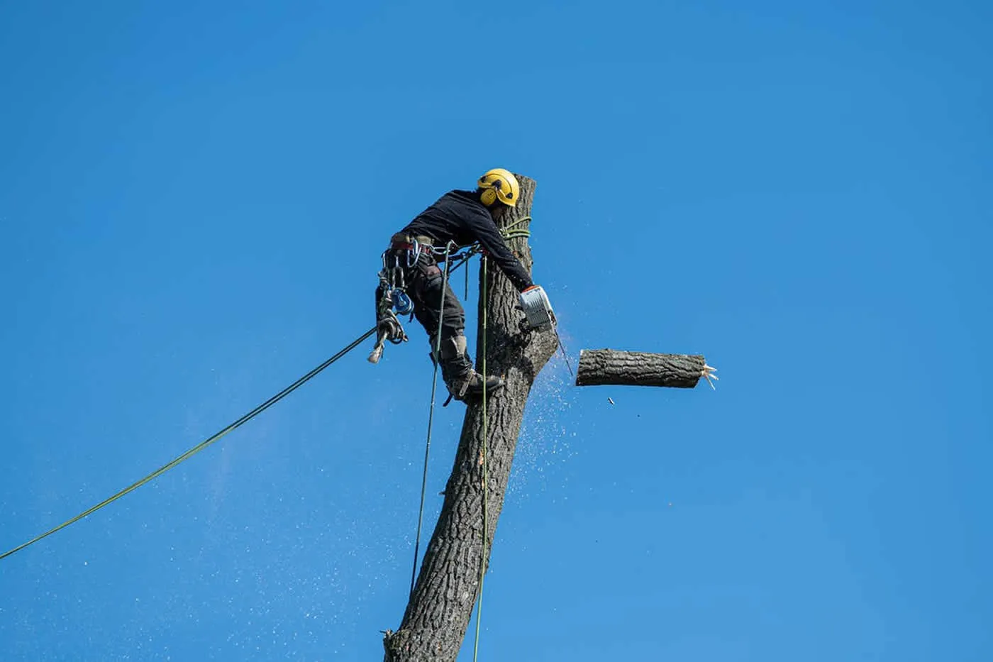 Benefits of Tree Trimming