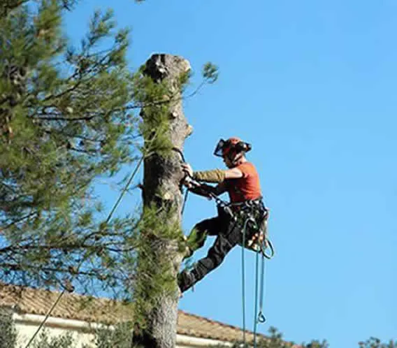 Tree Trimmer