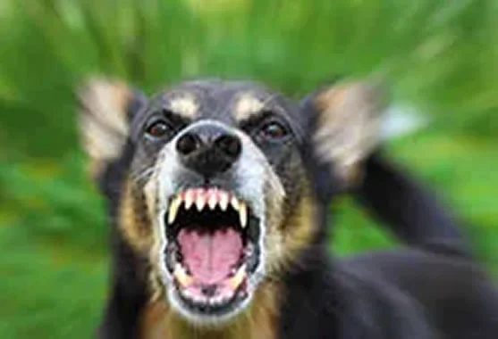 dog bites image