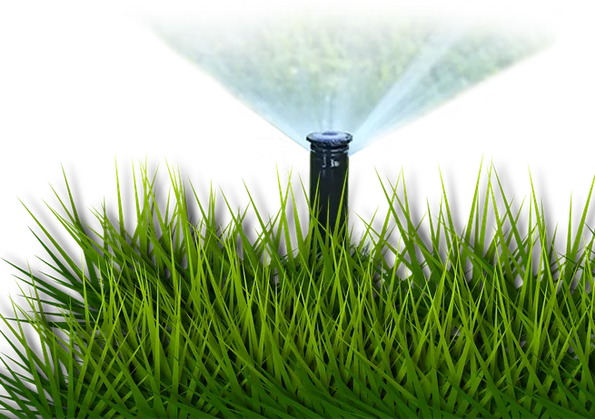 Grass