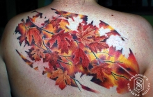 maple leaves