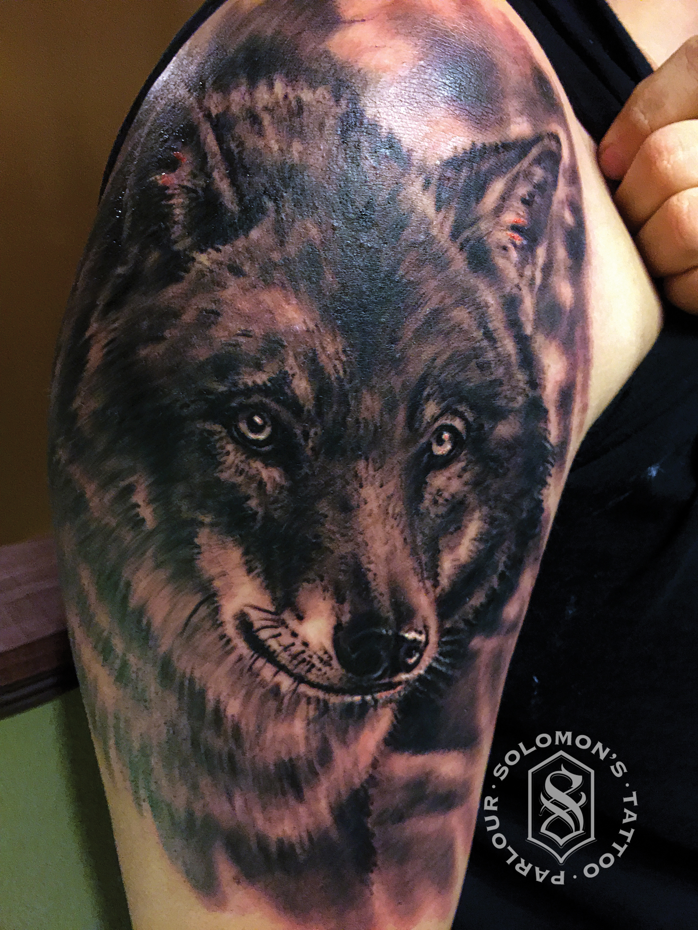 wolf